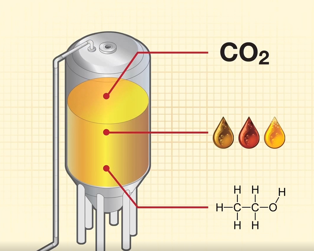 Beer Fermentation，Fermentation process